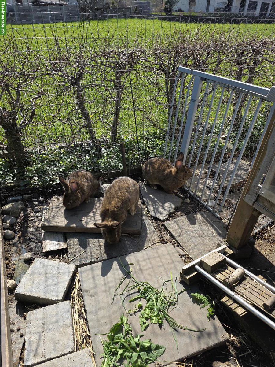 Bild 2: Graue Wiener Kaninchen (reinrassig) zu verkaufen