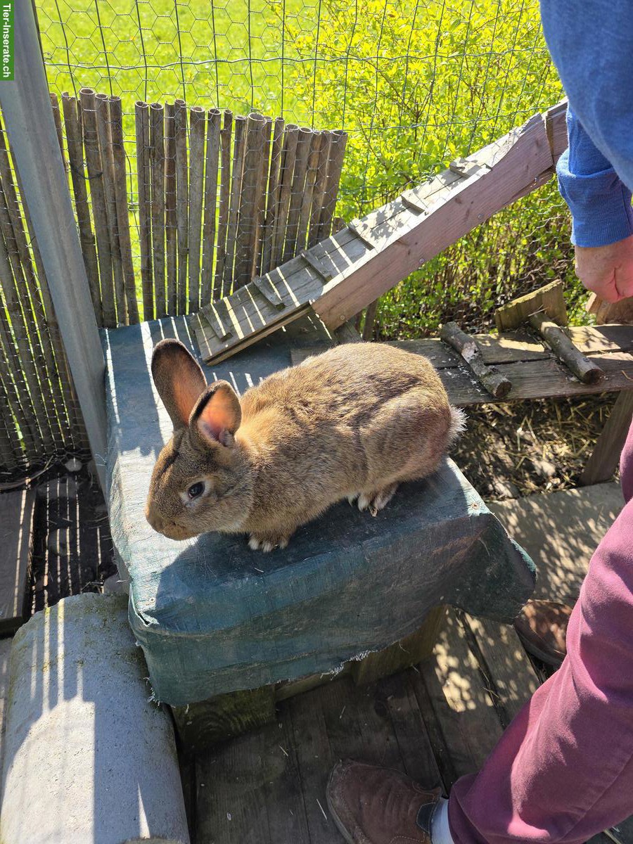 Bild 3: Graue Wiener Kaninchen (reinrassig) zu verkaufen