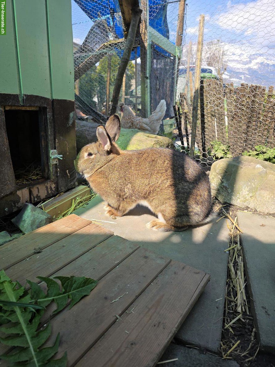 Bild 4: Graue Wiener Kaninchen (reinrassig) zu verkaufen