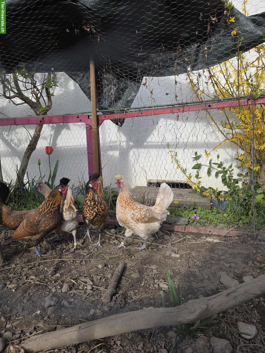 4 junge Appenzeller-Spitzhaubenhühner Legehennen