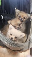3 süsse Pomchi Welpen suchen ein liebes Zuhause