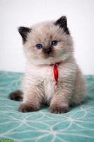 Wunderschönes Ragdoll Kitten, Katerchen