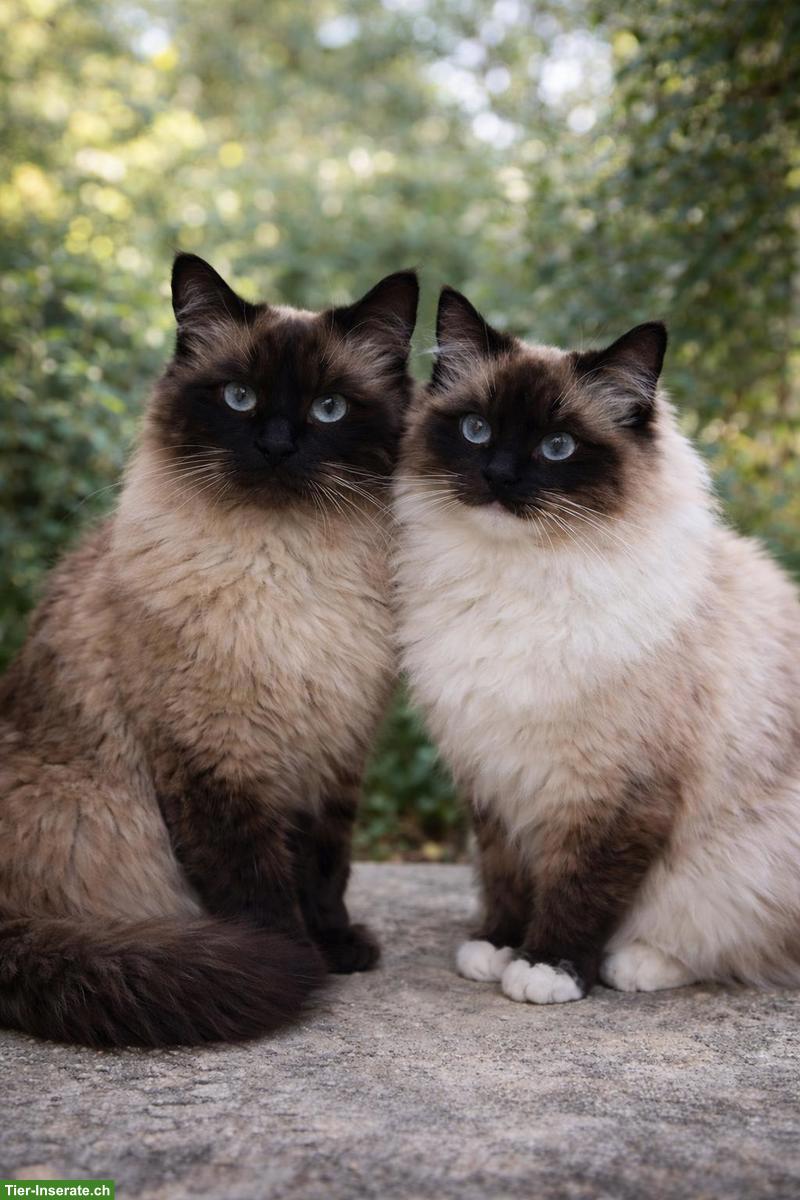 Bild 2: Wunderschönes Ragdoll Kitten, Katerchen