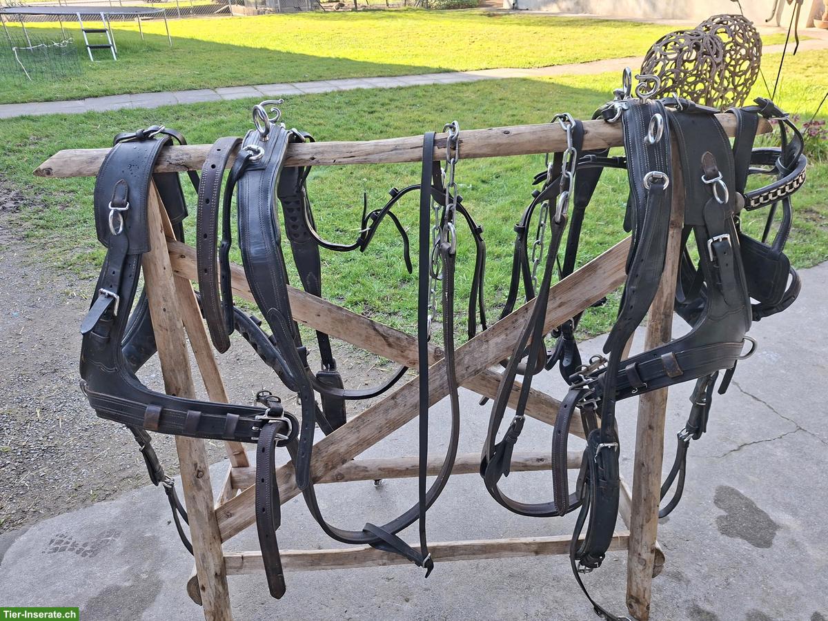 2-Spänner Marathon-Kummet-Geschirr zu verkaufen