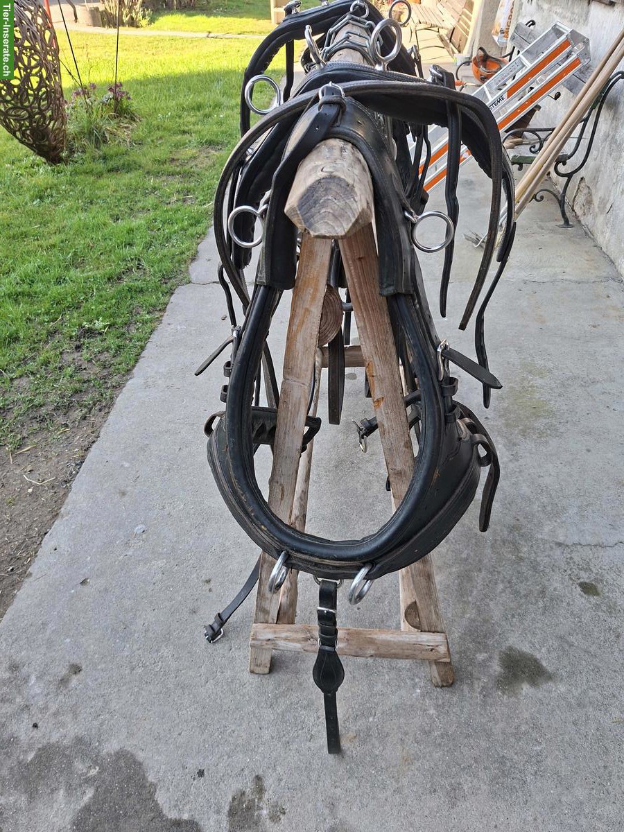 Bild 2: 2-Spänner Marathon-Kummet-Geschirr zu verkaufen