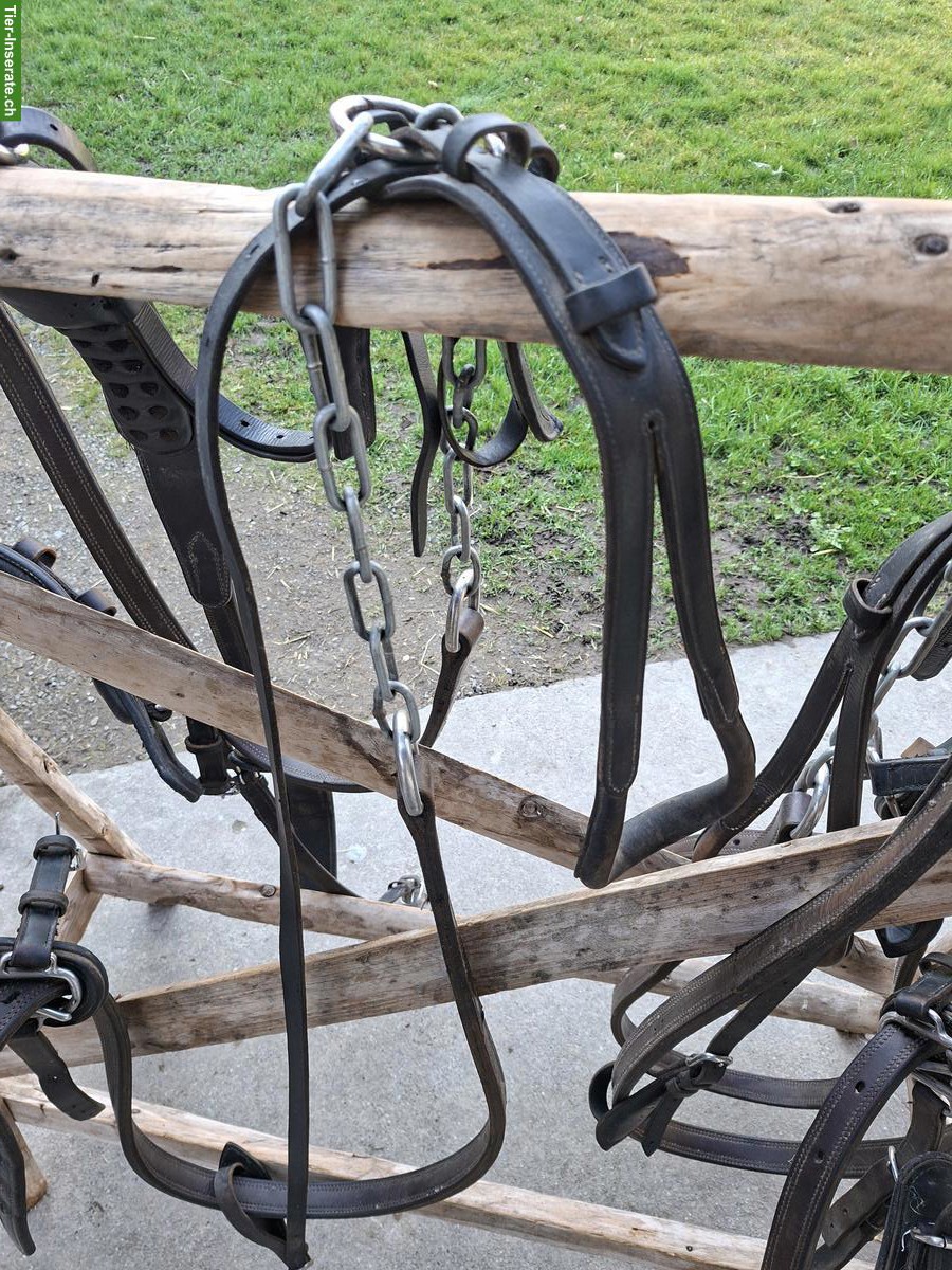 Bild 4: 2-Spänner Marathon-Kummet-Geschirr zu verkaufen