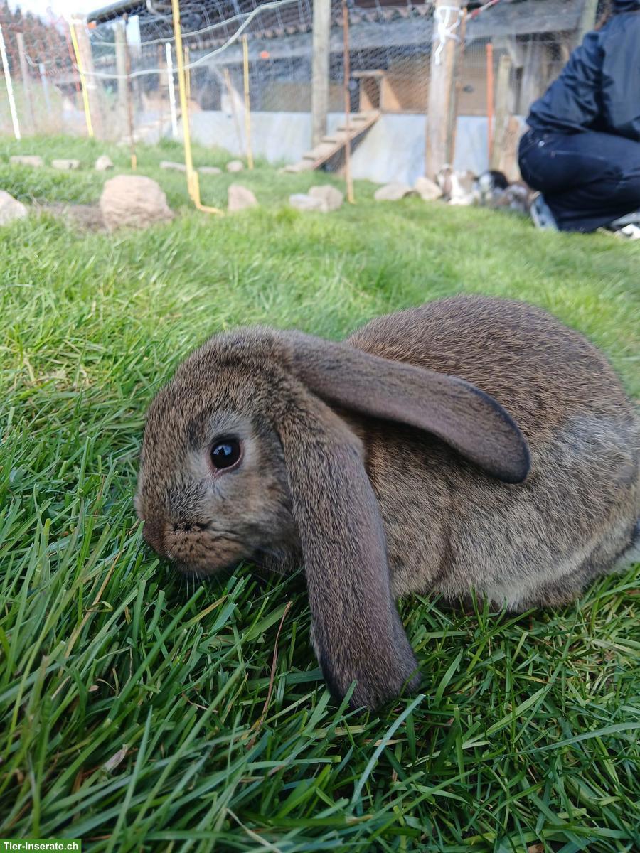 Junge Französische Widderkaninchen