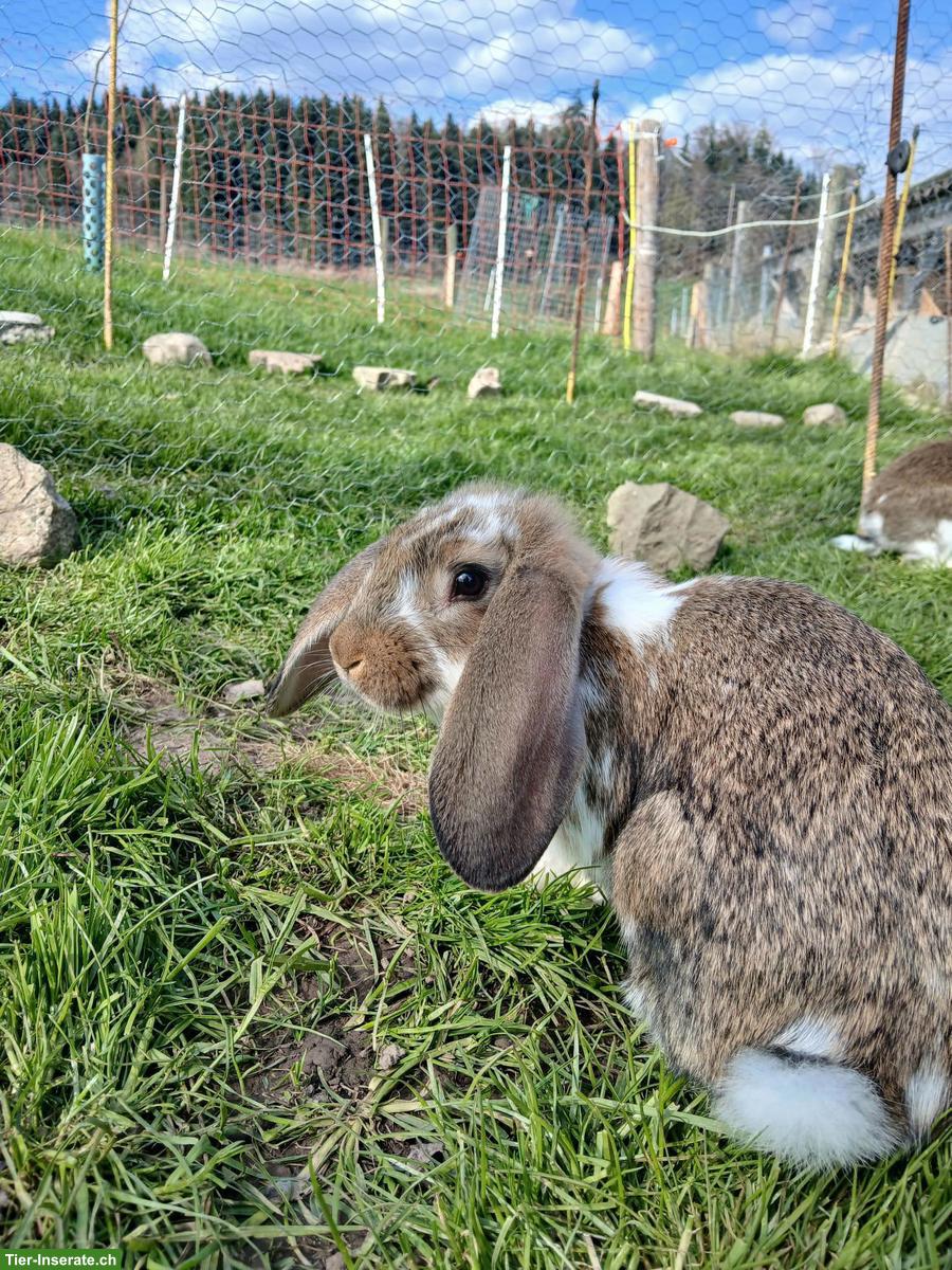 Bild 2: Junge Französische Widderkaninchen