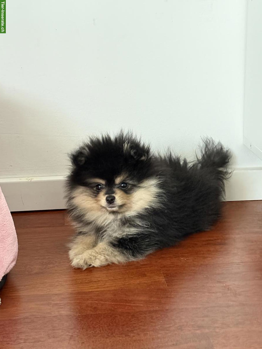 Junger Pomeranian Zwergspitz Welpe, männlich