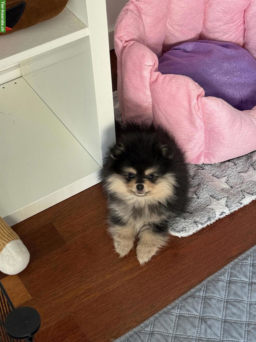 Bild 2: Junger Pomeranian Zwergspitz Welpe, männlich