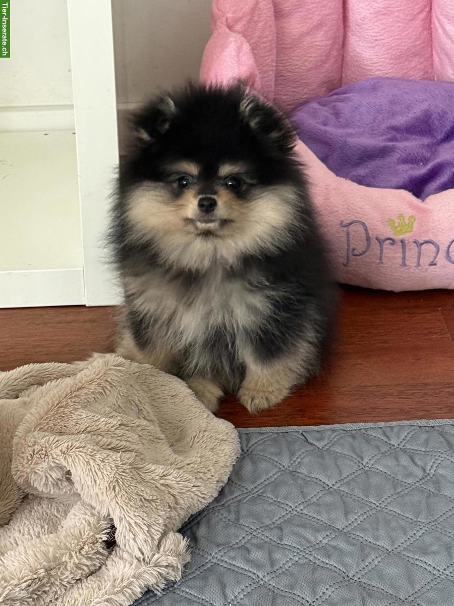 Bild 3: Junger Pomeranian Zwergspitz Welpe, männlich