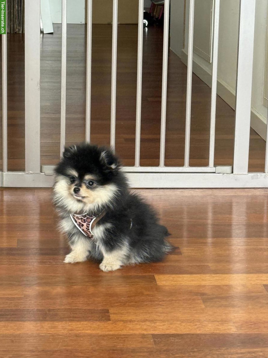 Bild 4: Junger Pomeranian Zwergspitz Welpe, männlich