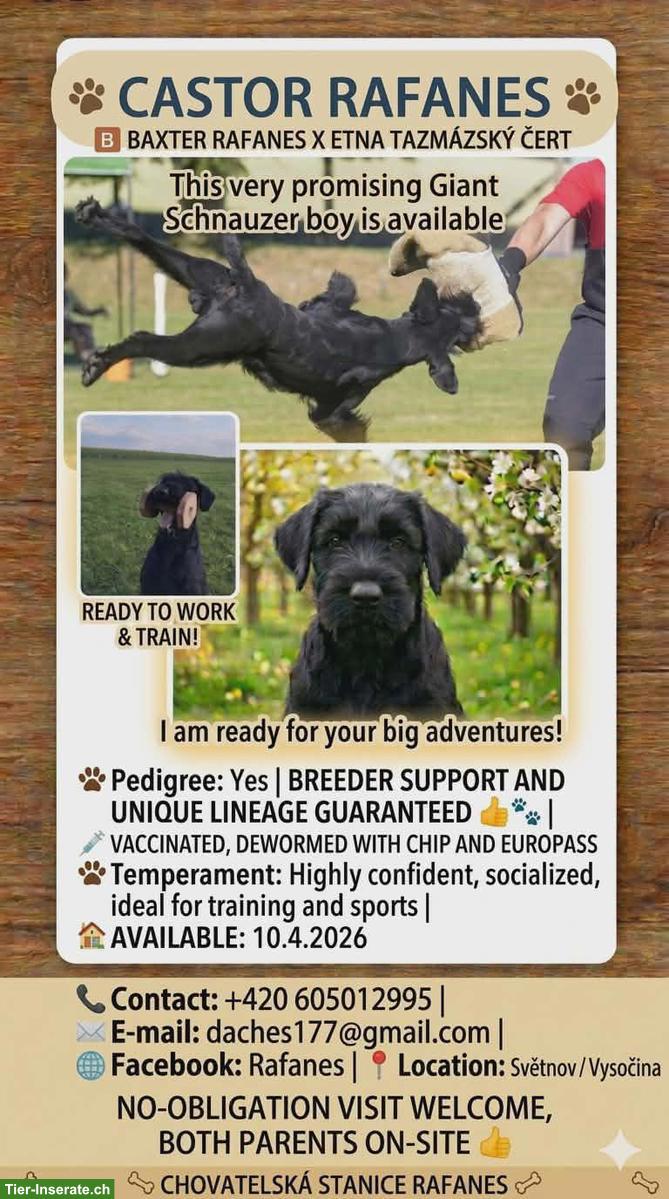 Junger Riesenschnauzer Welpe, Rüde Castor Rafanes