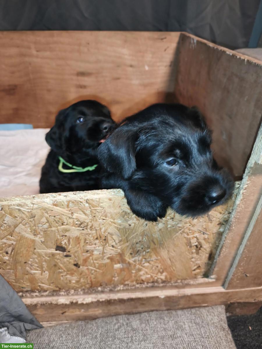 Bild 2: Junger Riesenschnauzer Welpe, Rüde Castor Rafanes