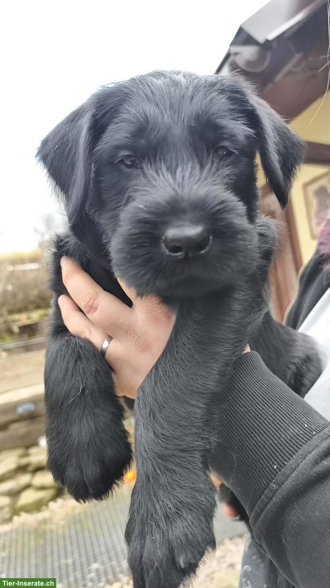 Bild 3: Junger Riesenschnauzer Welpe, Rüde Castor Rafanes