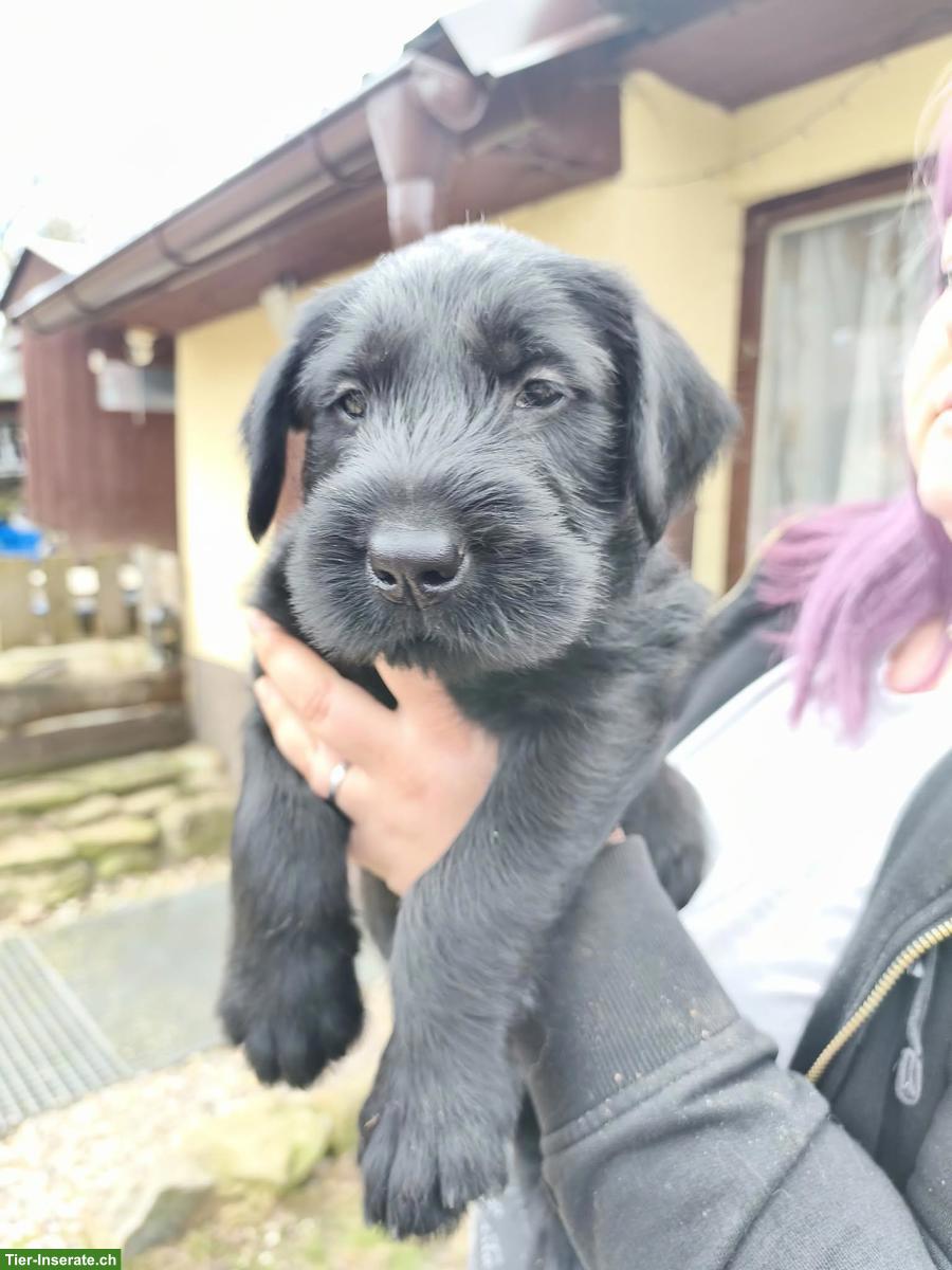 Bild 4: Junger Riesenschnauzer Welpe, Rüde Castor Rafanes