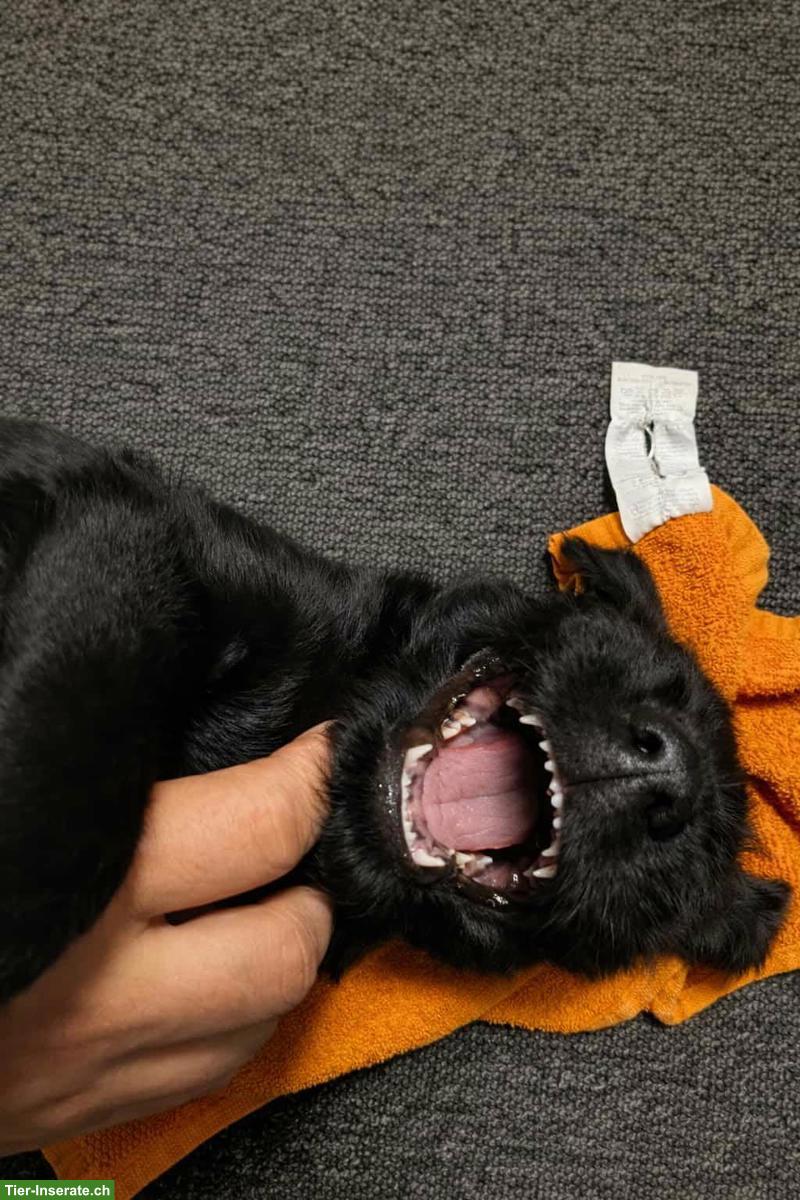 Bild 5: Junger Riesenschnauzer Welpe, Rüde Castor Rafanes