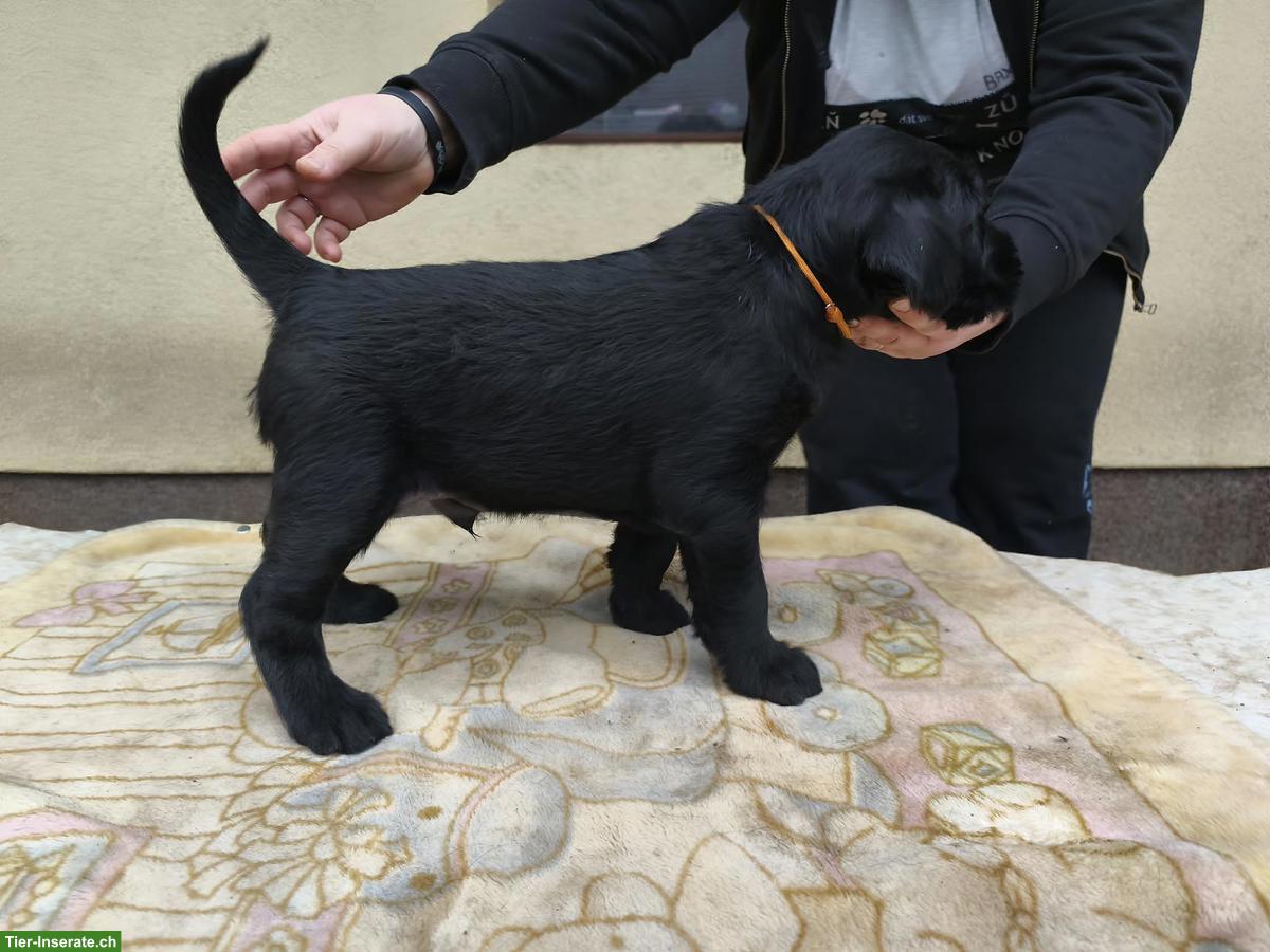 Bild 6: Junger Riesenschnauzer Welpe, Rüde Castor Rafanes