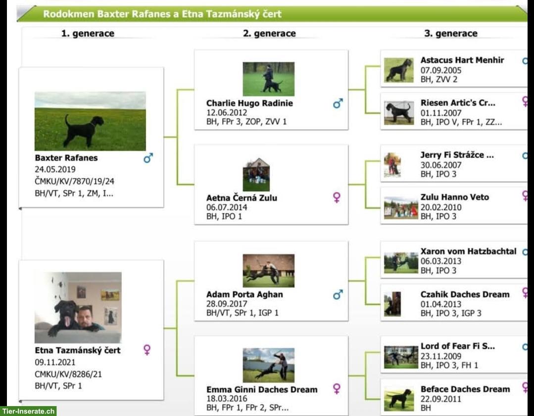 Bild 7: Junger Riesenschnauzer Welpe, Rüde Castor Rafanes