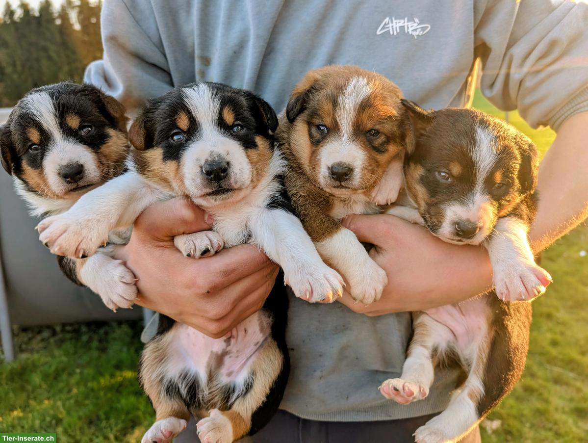 Appenzeller Mischlingswelpen suchen liebes Zuhause