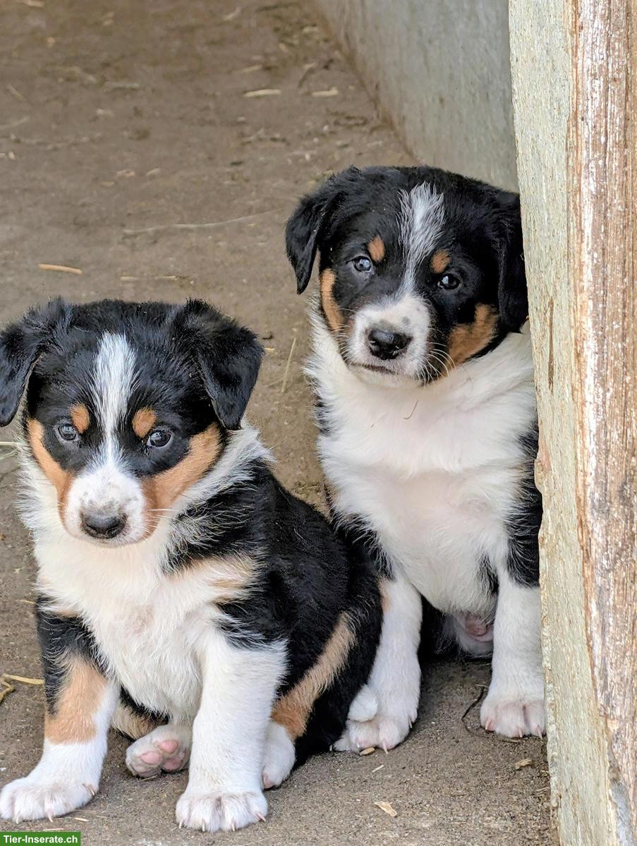 Bild 10: Appenzeller Mischlingswelpen suchen liebes Zuhause