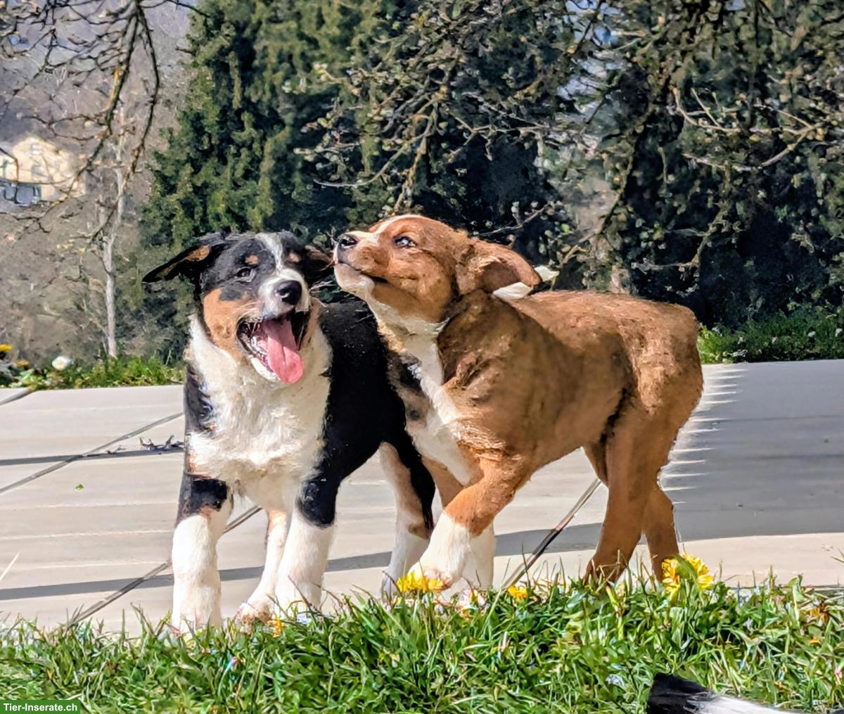 Bild 3: Appenzeller Mischlingswelpen suchen liebes Zuhause