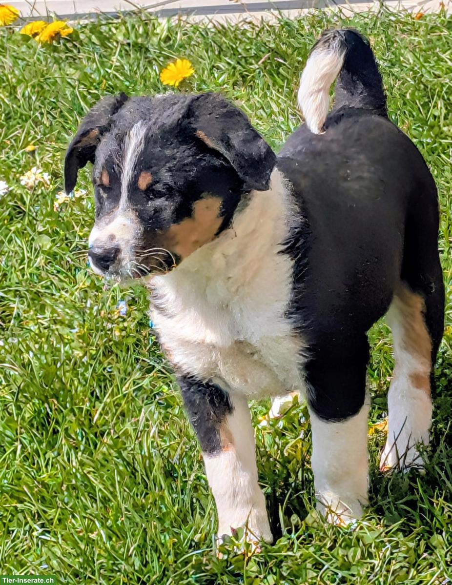 Bild 4: Appenzeller Mischlingswelpen suchen liebes Zuhause