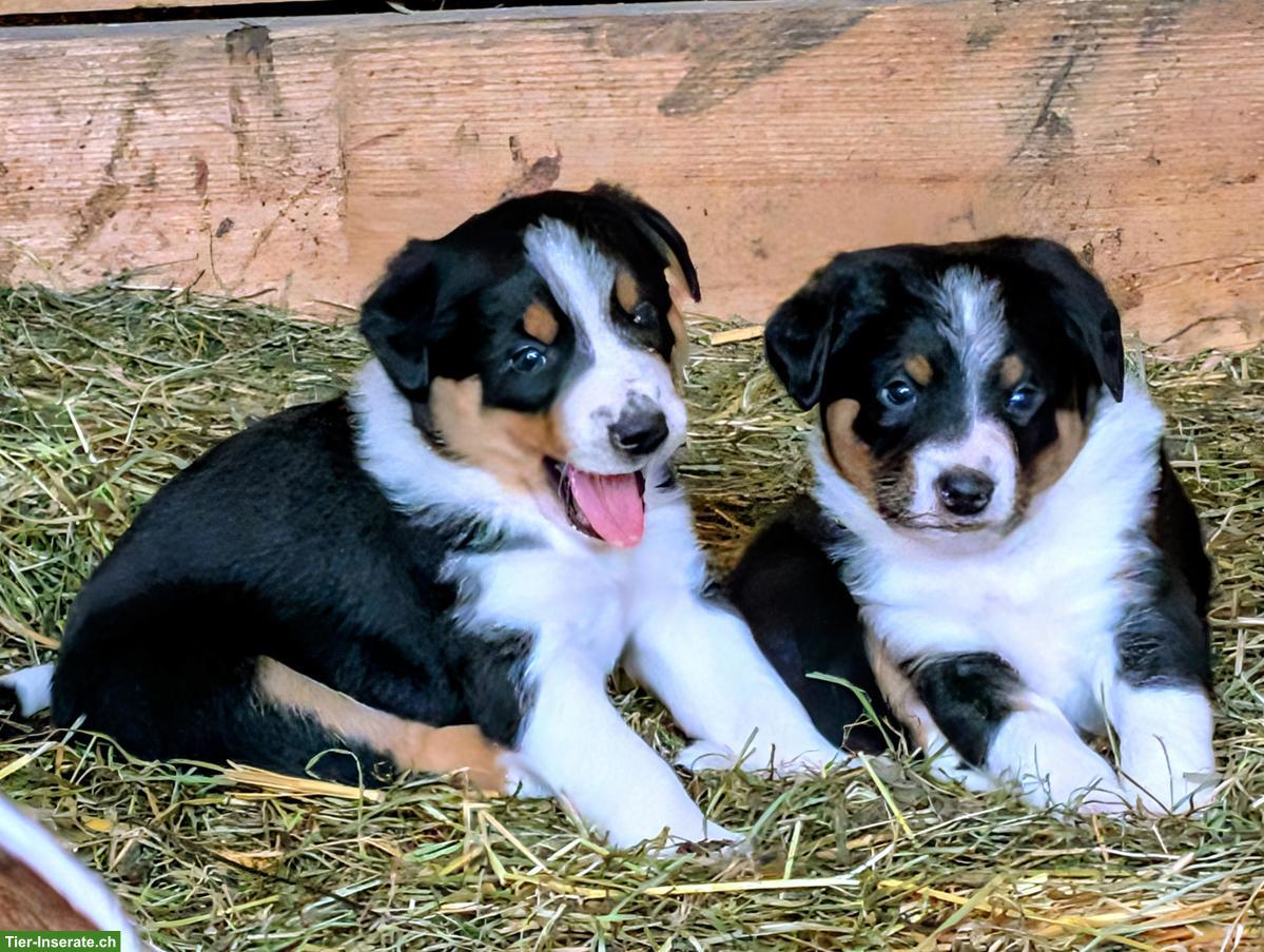Bild 5: Appenzeller Mischlingswelpen suchen liebes Zuhause