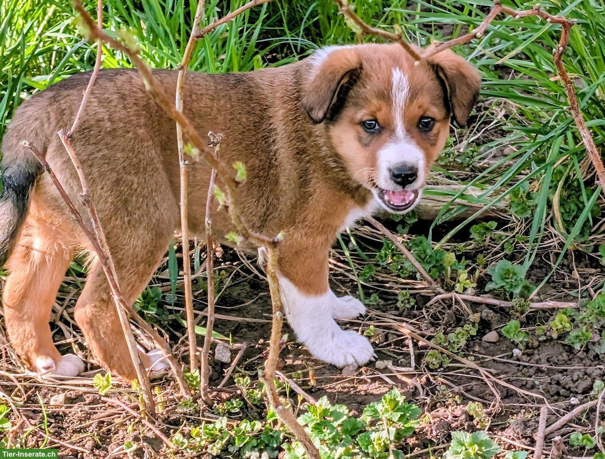 Bild 6: Appenzeller Mischlingswelpen suchen liebes Zuhause