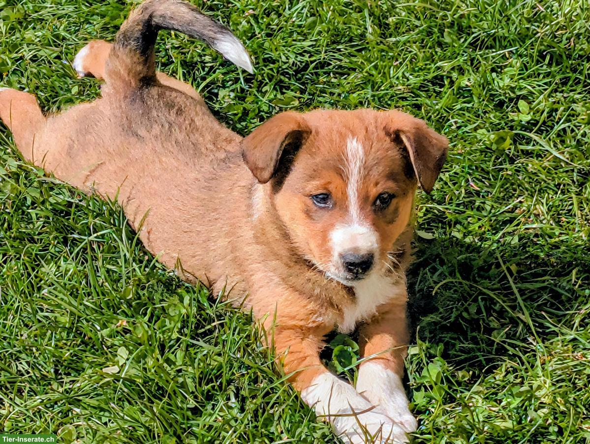 Bild 7: Appenzeller Mischlingswelpen suchen liebes Zuhause