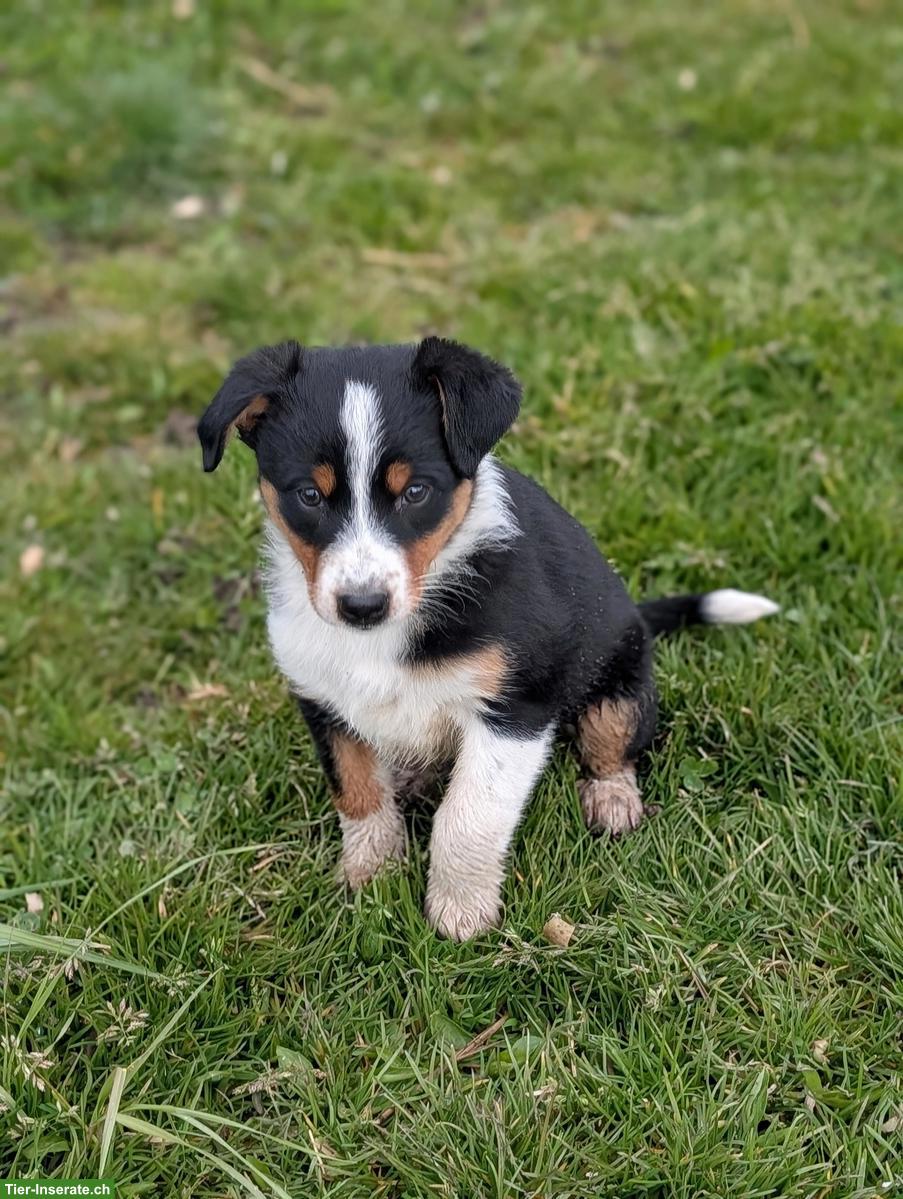 Bild 8: Appenzeller Mischlingswelpen suchen liebes Zuhause