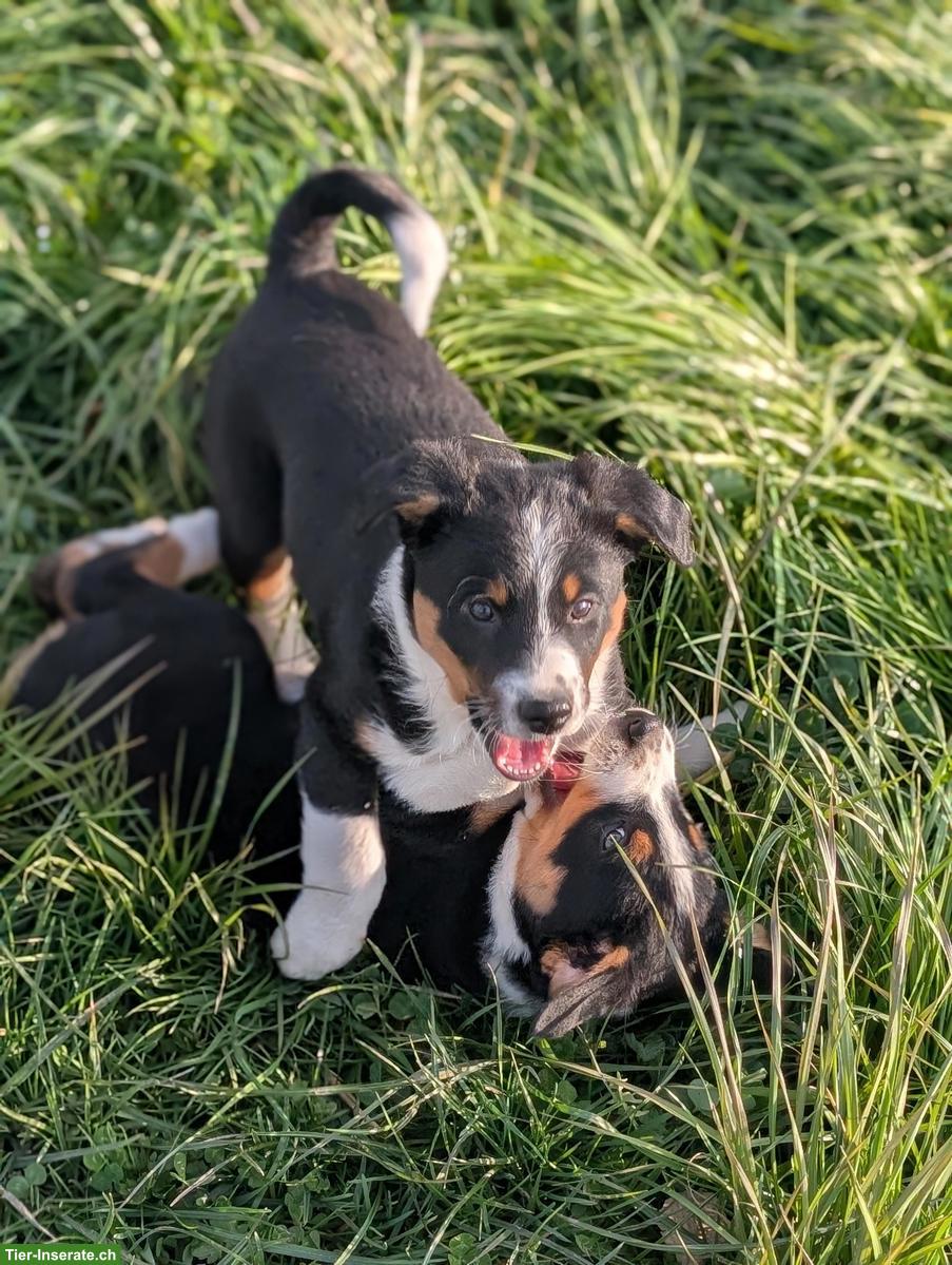 Bild 9: Appenzeller Mischlingswelpen suchen liebes Zuhause