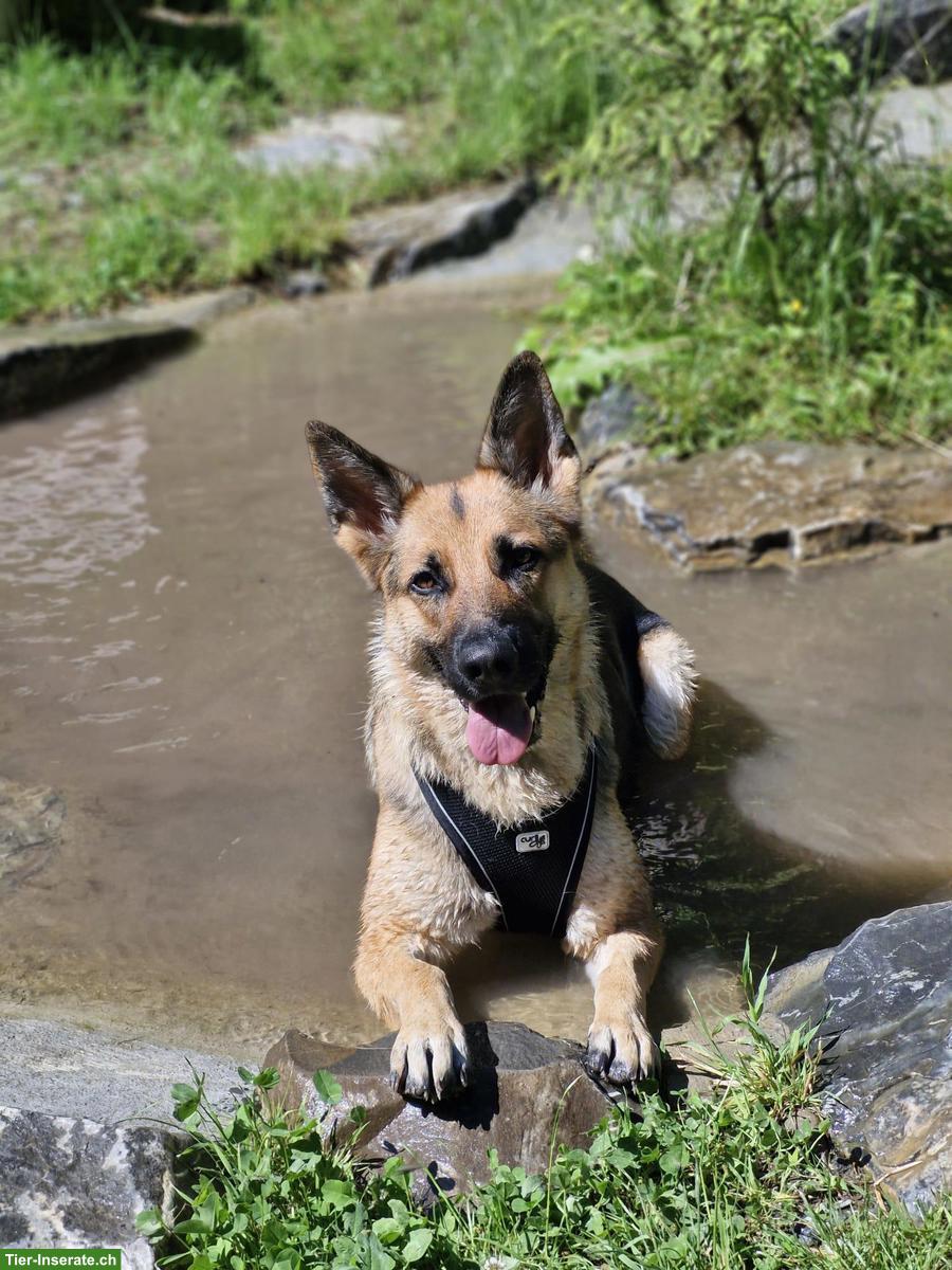 4½-jährige Schäferhündin sucht lieben & erfahrenen Platz