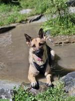 4½-jährige Schäferhündin sucht lieben & erfahrenen Platz