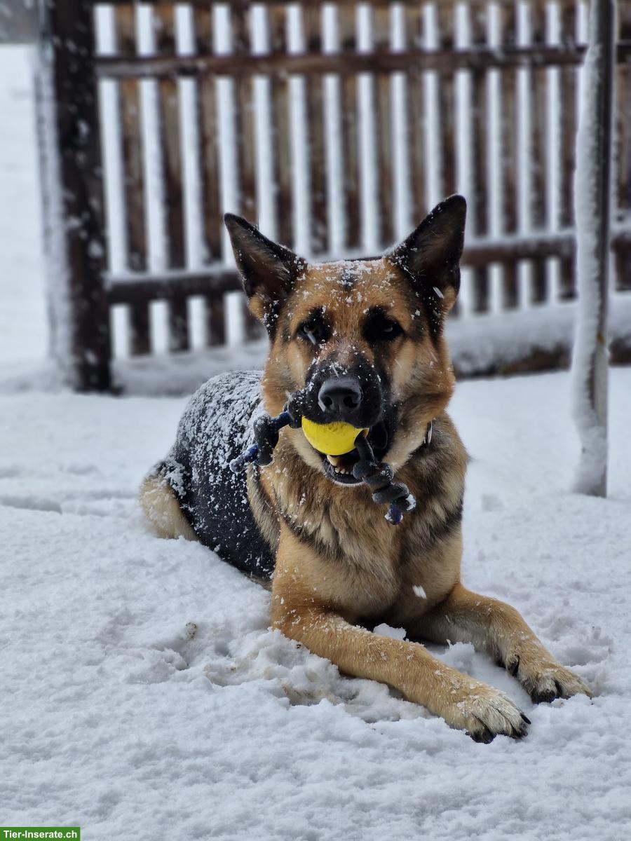 Bild 2: 4½-jährige Schäferhündin sucht lieben & erfahrenen Platz