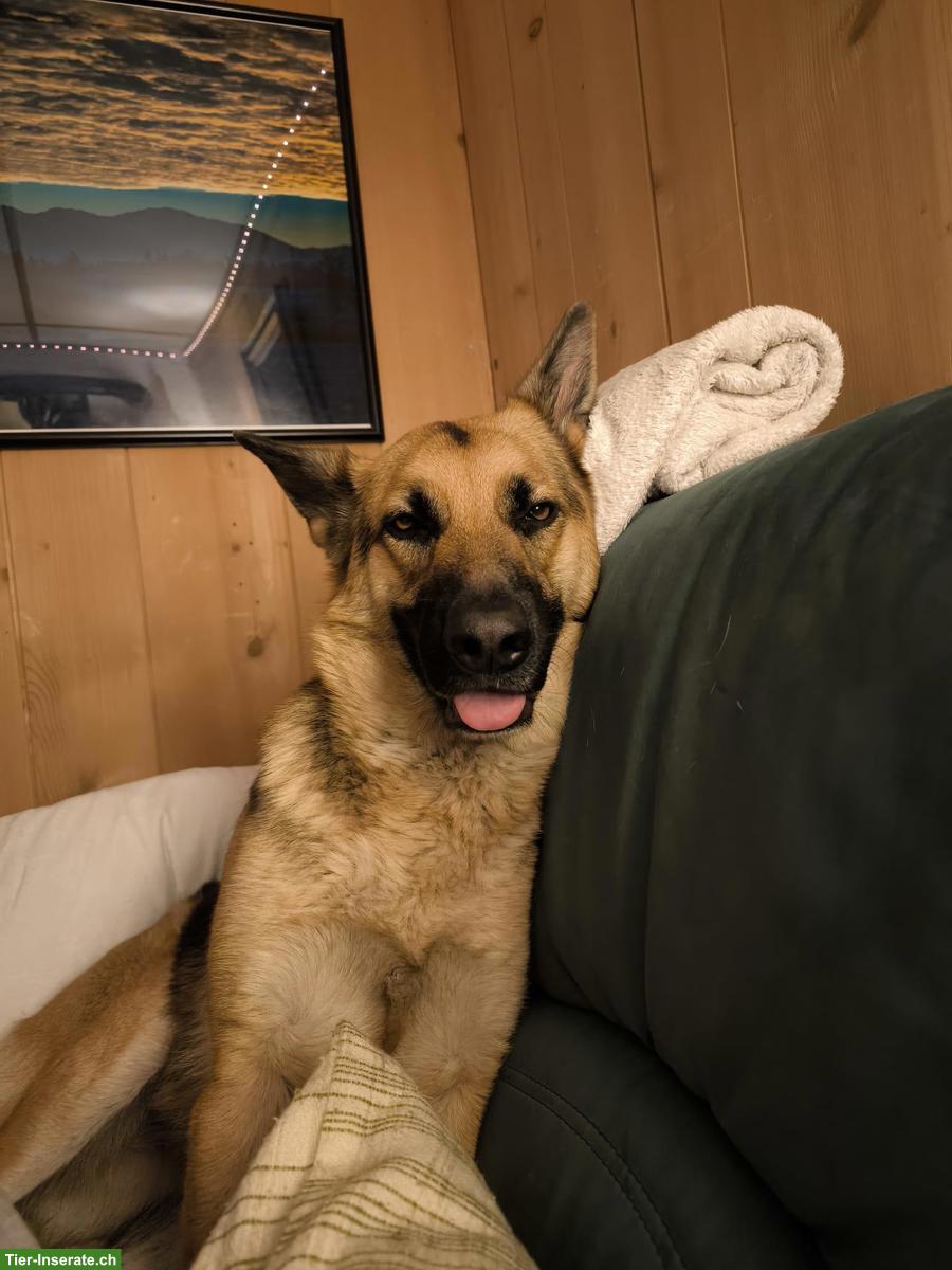 Bild 3: 4½-jährige Schäferhündin sucht lieben & erfahrenen Platz