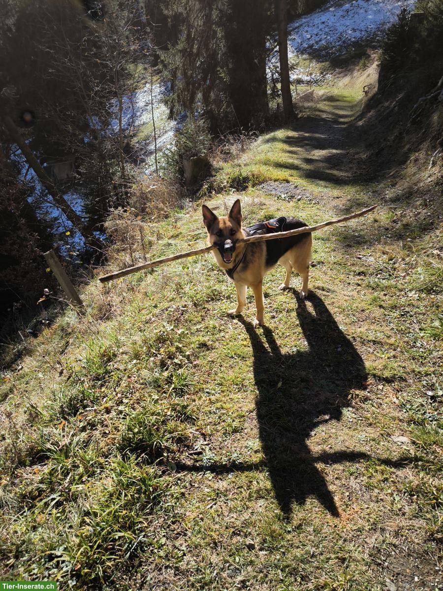 Bild 4: 4½-jährige Schäferhündin sucht lieben & erfahrenen Platz