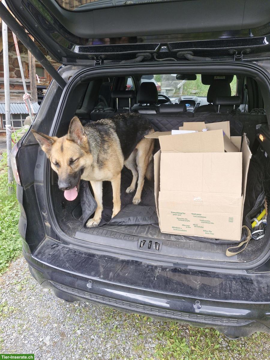 Bild 5: 4½-jährige Schäferhündin sucht lieben & erfahrenen Platz