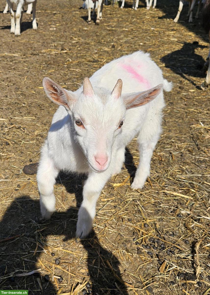 Junge Saanenziegen-Böcke vom Biohof abzugeben