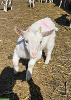 Junge Saanenziegen-Böcke vom Biohof abzugeben