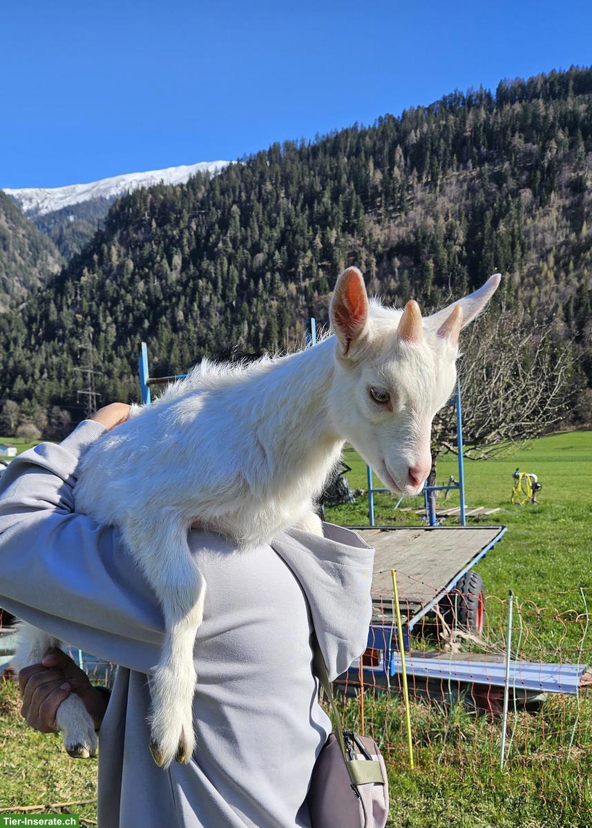 Bild 2: Junge Saanenziegen-Böcke vom Biohof abzugeben