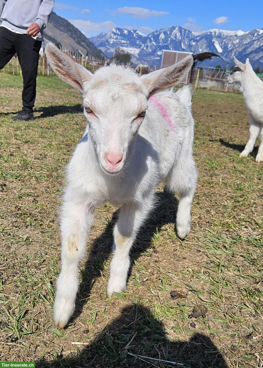 Bild 3: Junge Saanenziegen-Böcke vom Biohof abzugeben