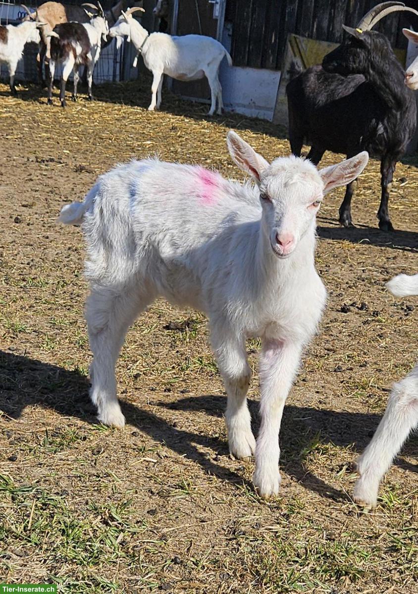Bild 4: Junge Saanenziegen-Böcke vom Biohof abzugeben