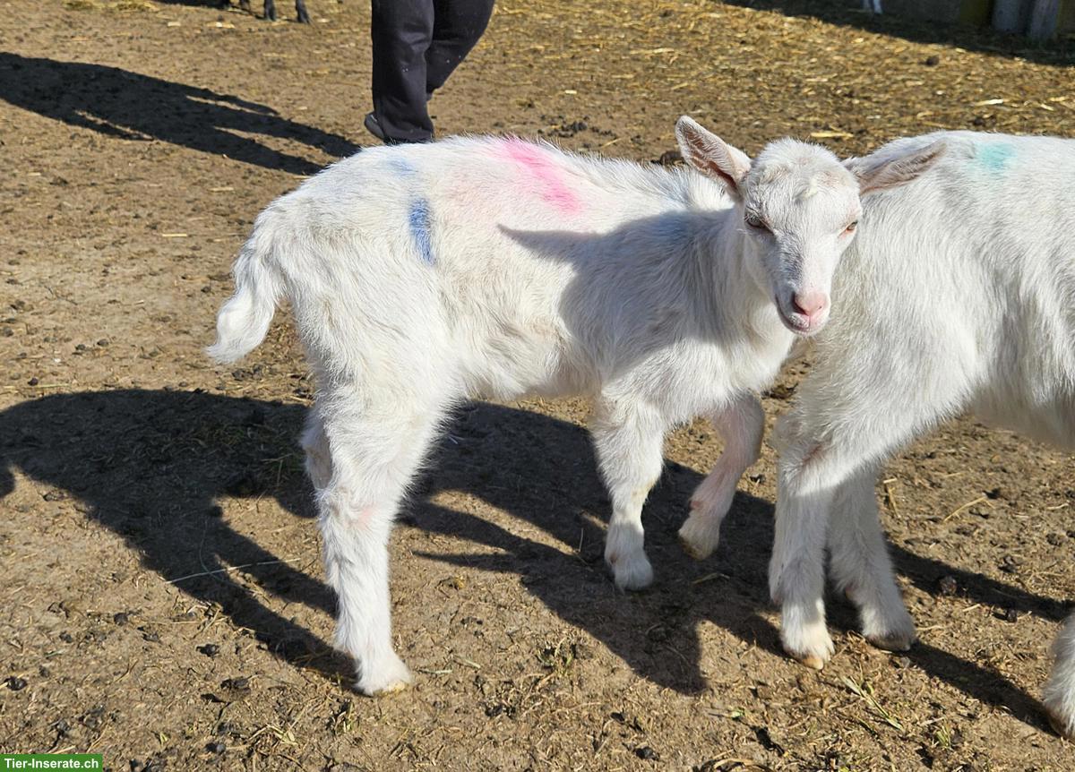 Bild 5: Junge Saanenziegen-Böcke vom Biohof abzugeben