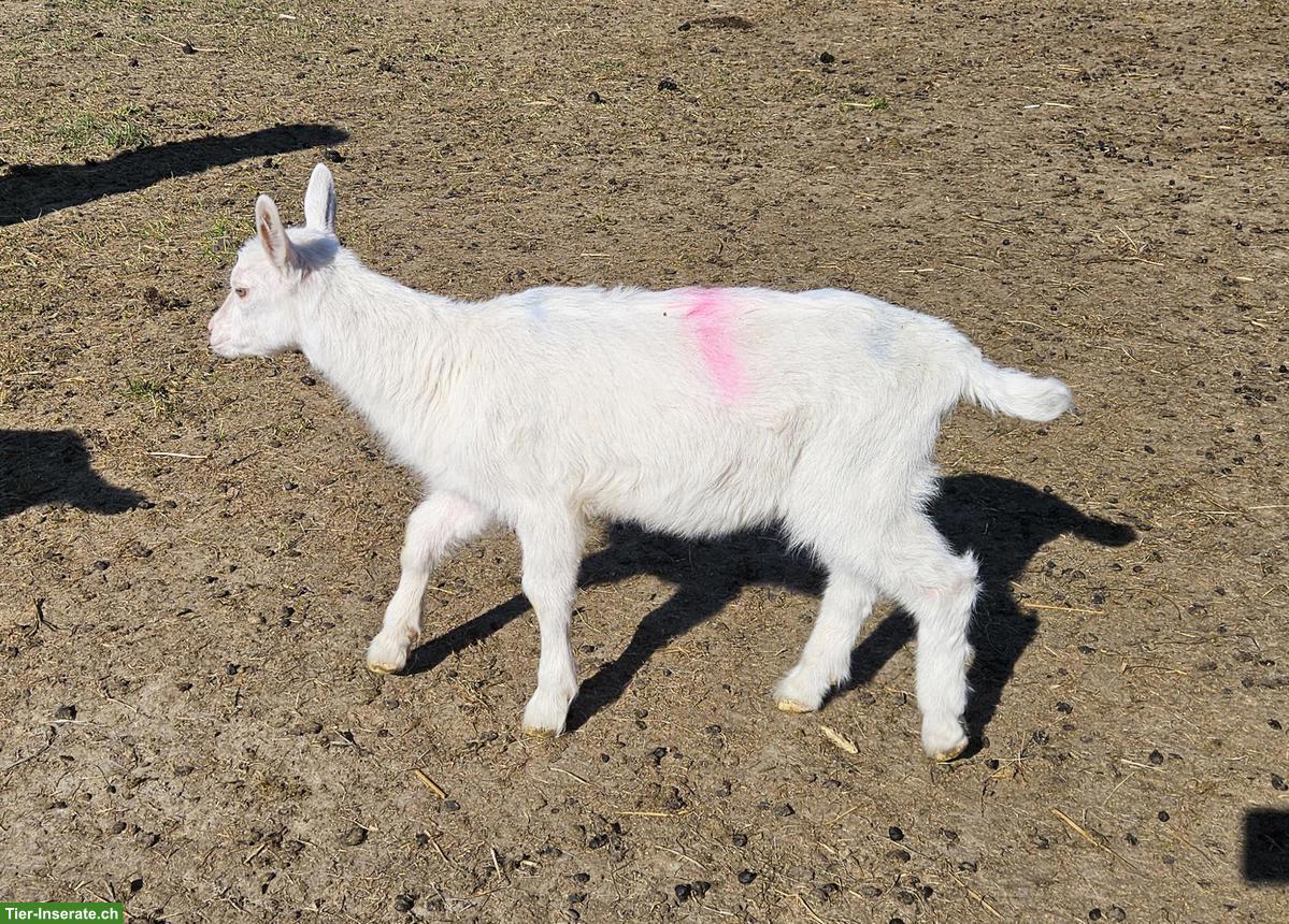 Bild 6: Junge Saanenziegen-Böcke vom Biohof abzugeben