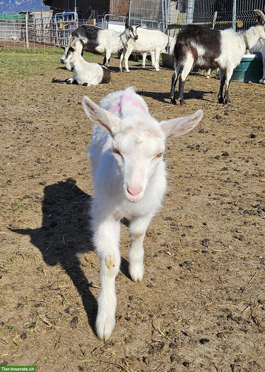 Bild 7: Junge Saanenziegen-Böcke vom Biohof abzugeben