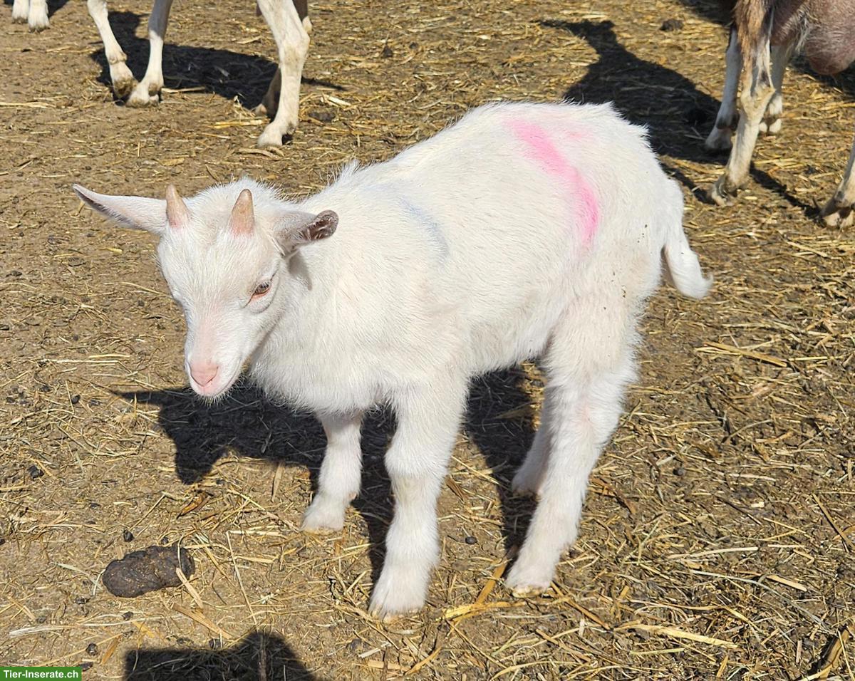 Bild 8: Junge Saanenziegen-Böcke vom Biohof abzugeben