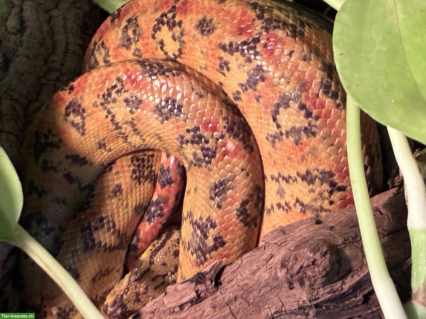 Bild 2: 1.1 Corallus hortulanus / Gartenboa / Hundskopfboa