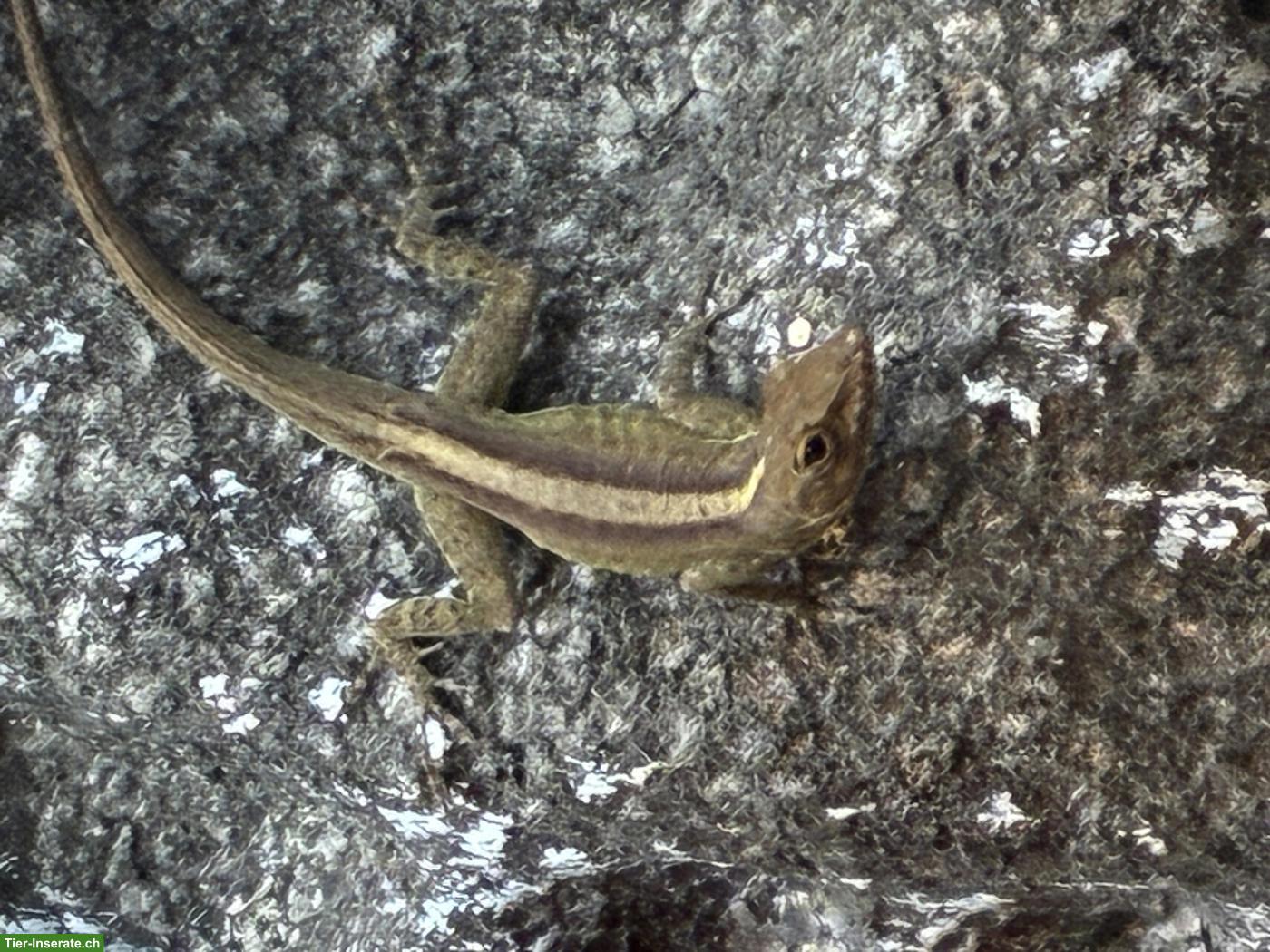 0.3 Anolis marmoratus marmoratus