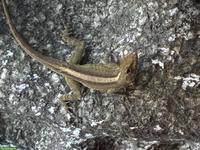 0.3 Anolis marmoratus marmoratus